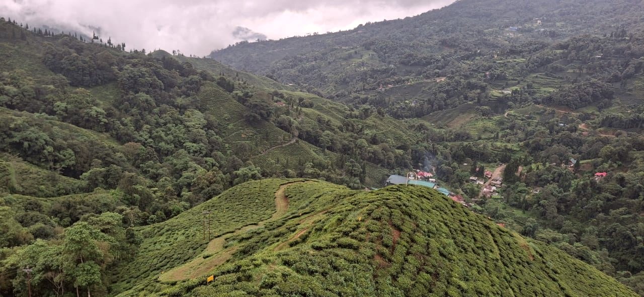 Darjeeling tea estate