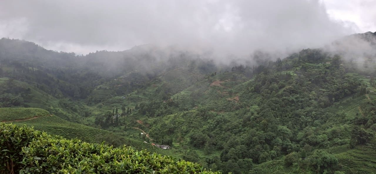 Malutar tea, SA Chai Holdings' flagship brand