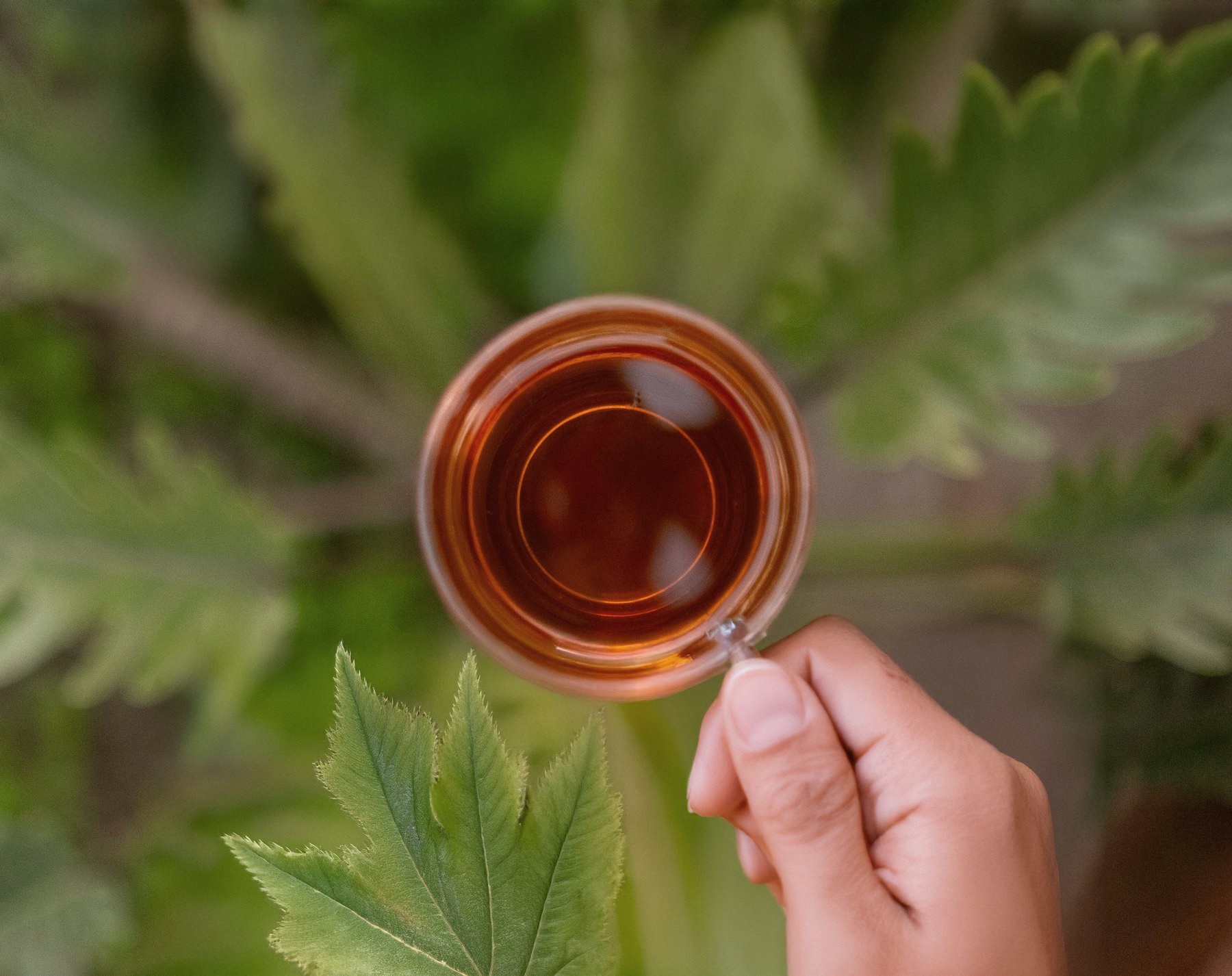 A freshly brewed cup of tea held up against green tea leaves