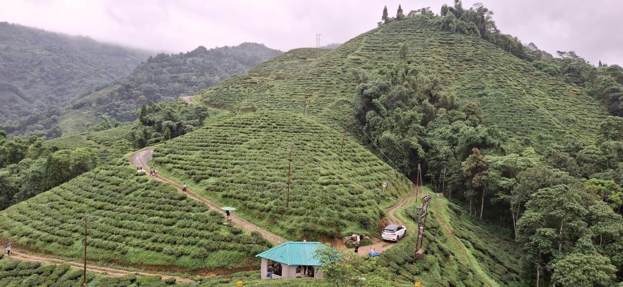 Tea leaves ready for processing