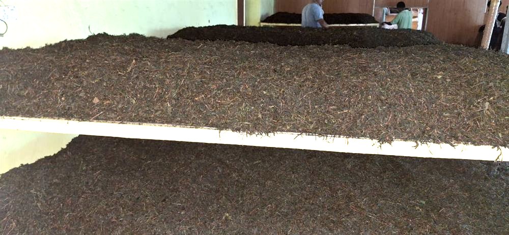 Tea leaves withering, the first step of Orthodox processing